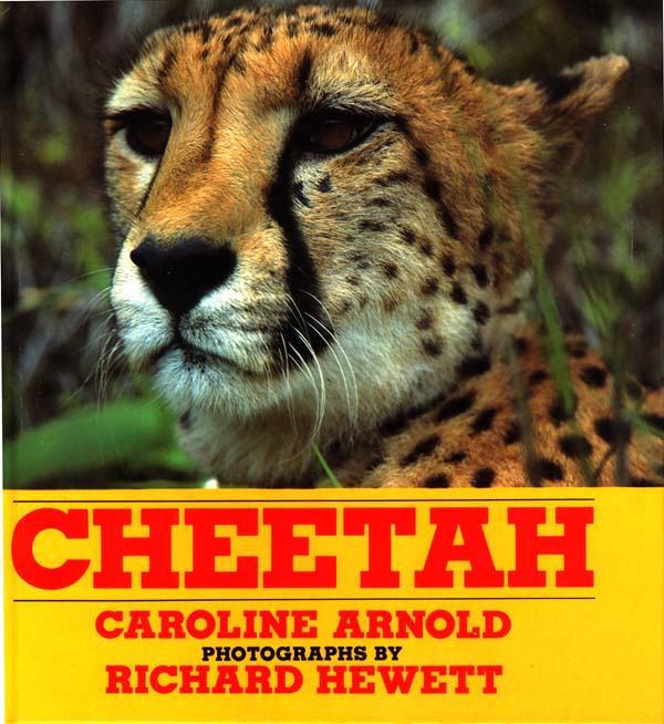 Cheetah