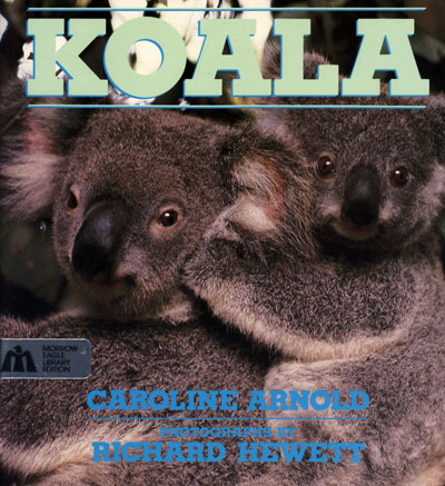 Koala