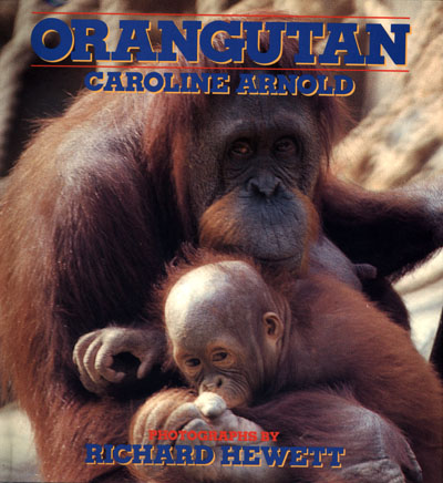 Orangutan
